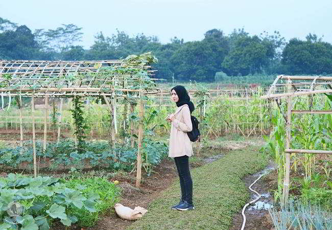 Kebun Hobbit Hill Cileungsi