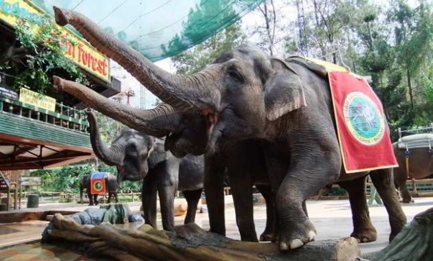 objek wisata taman safari indonesia