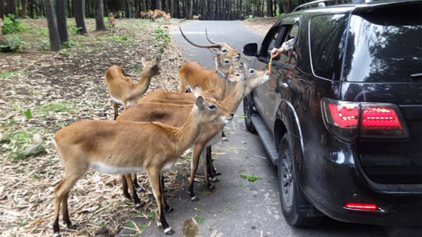 Wahana Fasilitas Harga Tiket Masuk Taman Safari