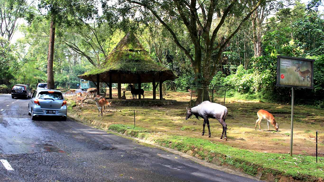 Taman Safari Bogor: Wahana Seru & Harga Tiket 2022