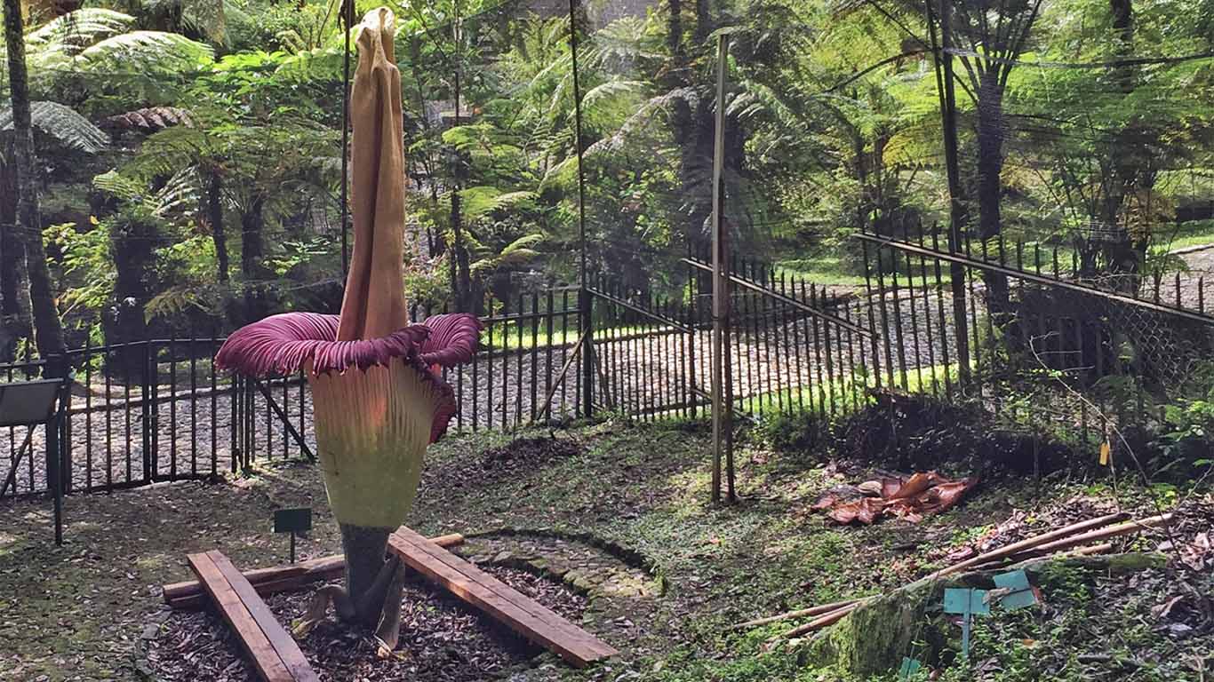 Bunga Bangkai Kebun Raya Cibodas