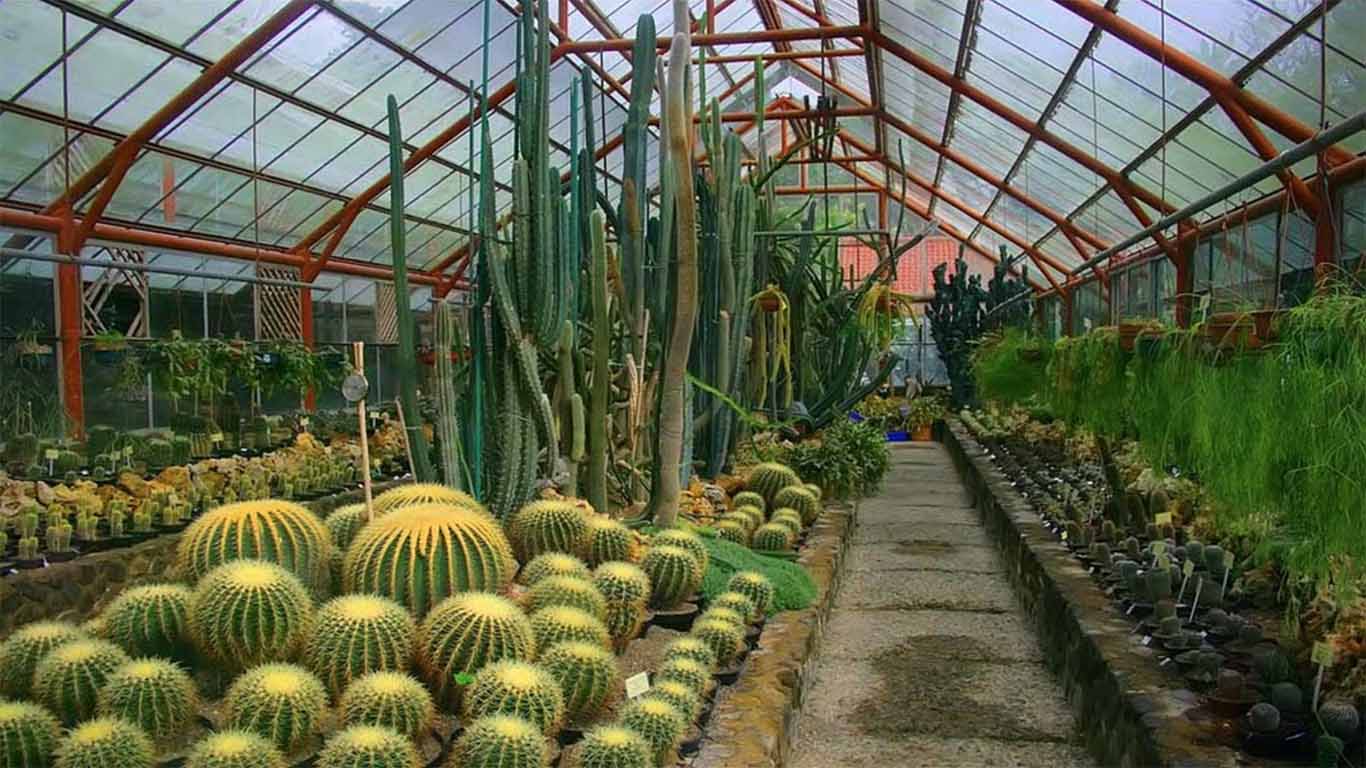 Kebun Raya Cibodas sakura