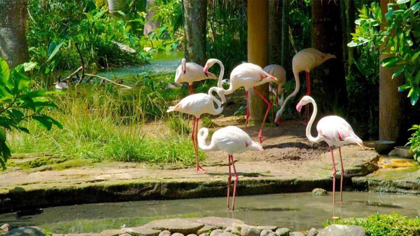 bali bird park review