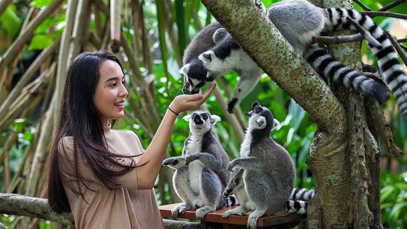 bali bird park tiket masuk 2019