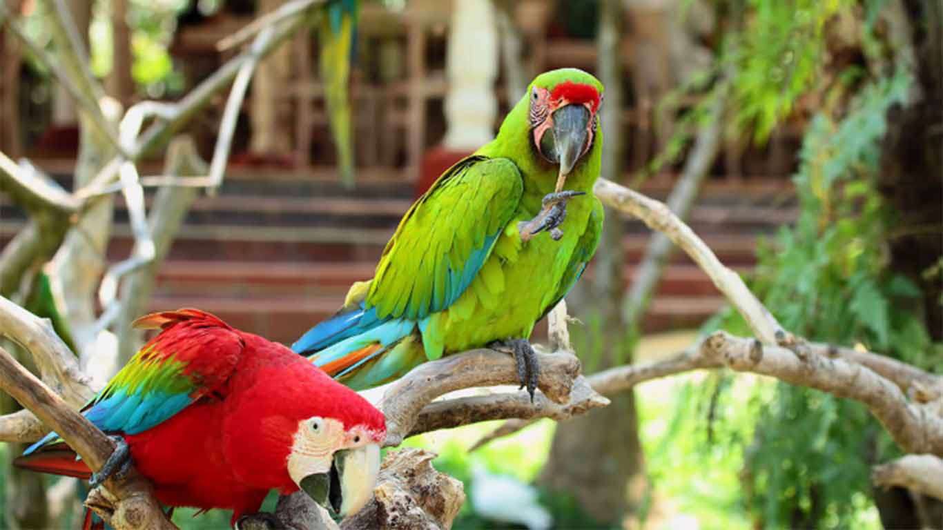 Aneka Macam Jenis Burung + Harga TIket Bali Bird Park TERBARU