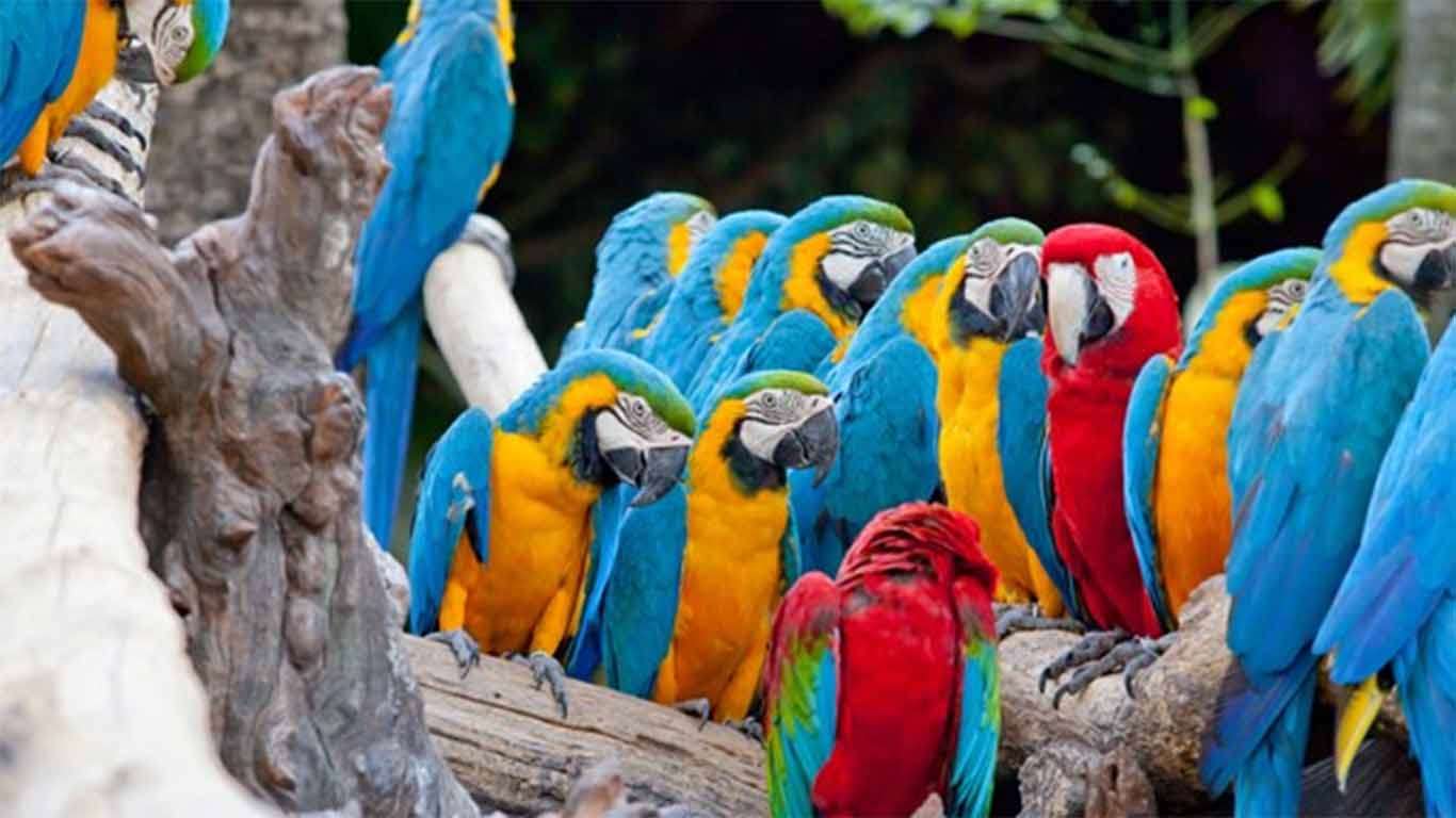 harga tiket bali bird park ktp bali