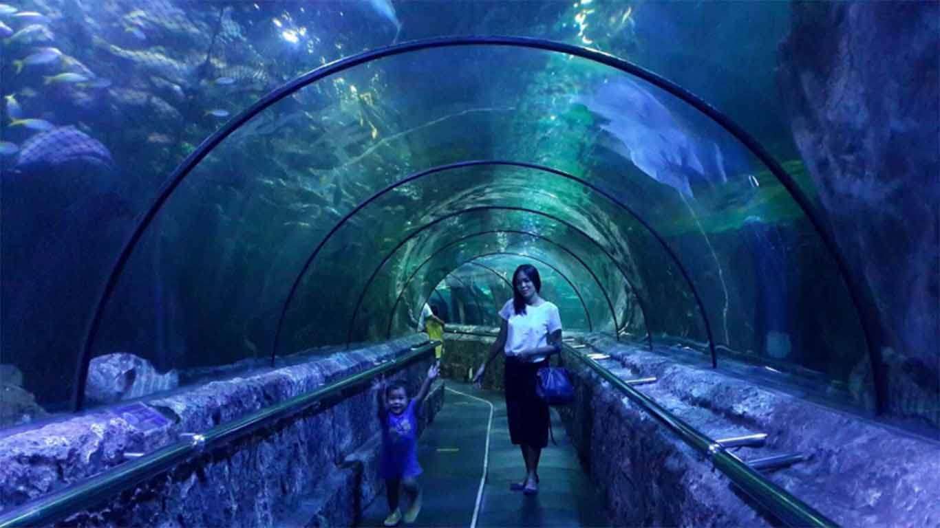 √ Jakarta Aquarium: Wahana, Lokasi, Harga Tiket 2022