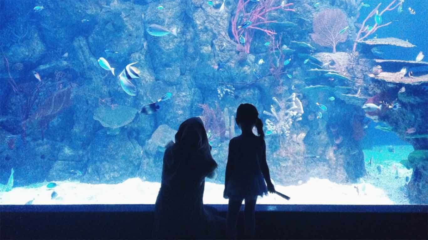 harga tiket masuk jakarta aquarium 2019