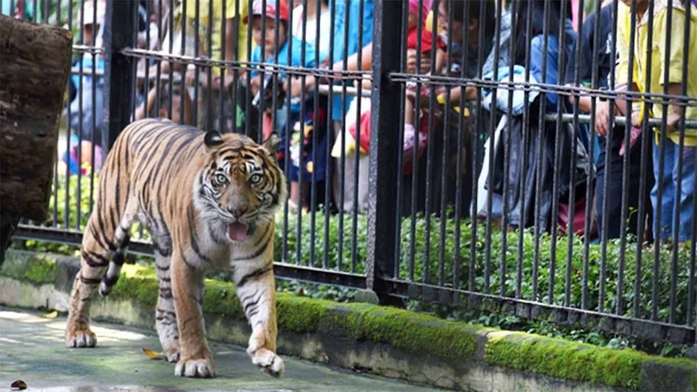 harga tiket masuk kebun binatang surabaya 2019