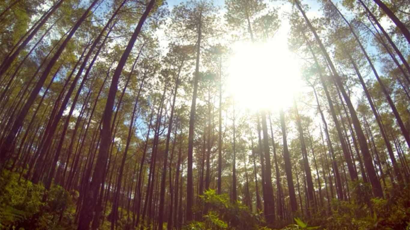 Taman Jayagiri Lembang: Review & Harga Tiket Masuk 2022
