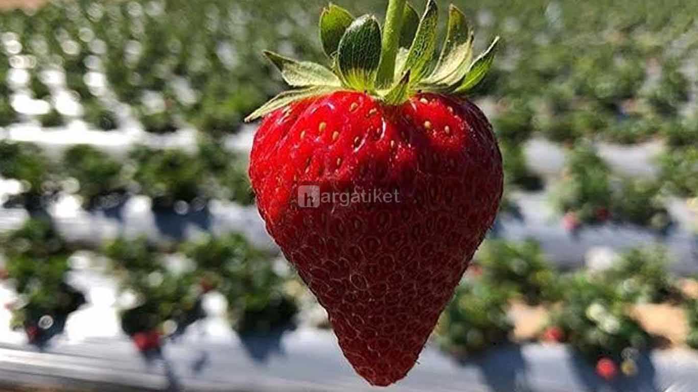 Kebun Petik Strawberry