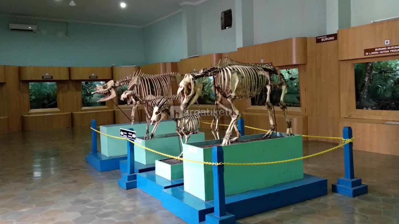 Museum Zoologi Bogor