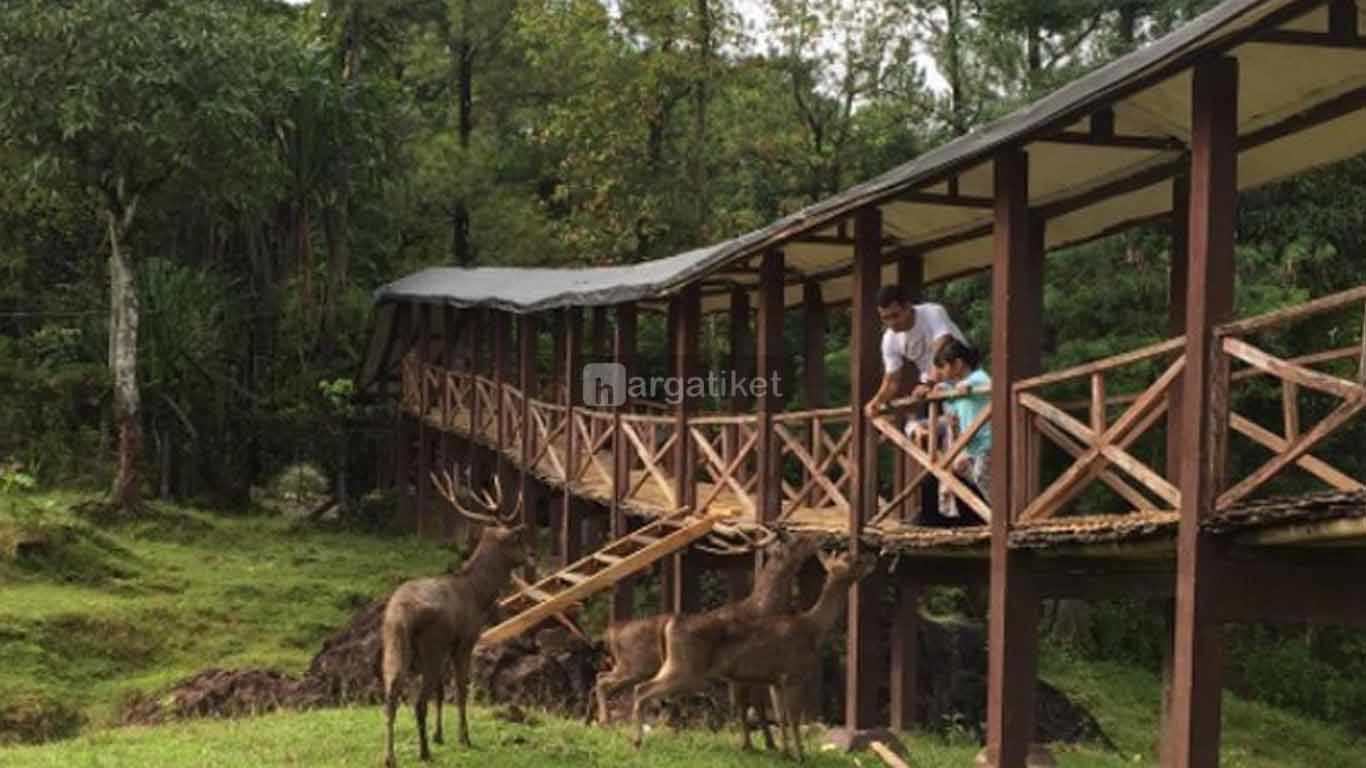 Penangkaran Rusa Cariu