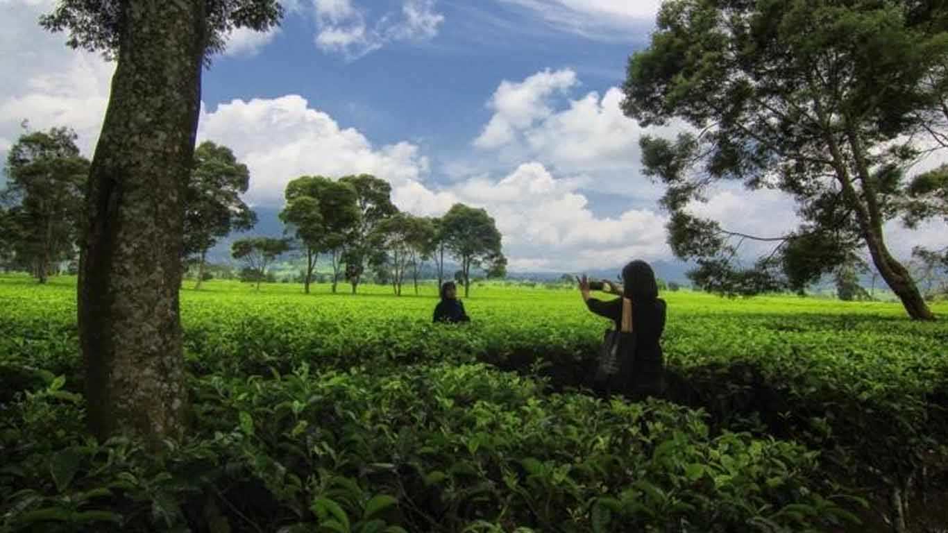 Perkebunan Teh Malabar