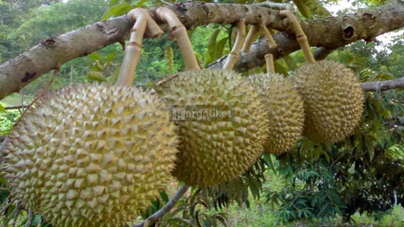 Agrowisata Kebun Durian (Meek Farm)