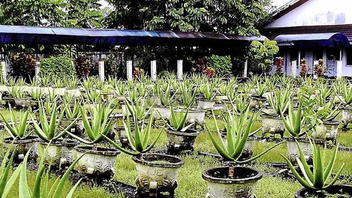 Aloe Vera Centre