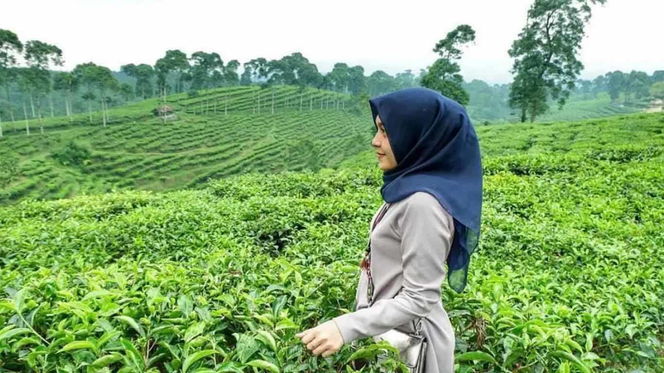 Argowisata Kebun Teh Pagaliran