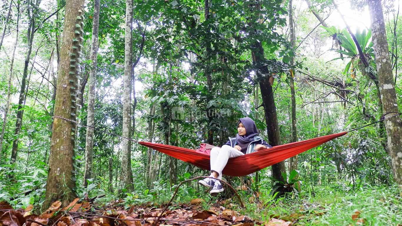 Hutan Kota Untan atau Arboretum Sylva Untan