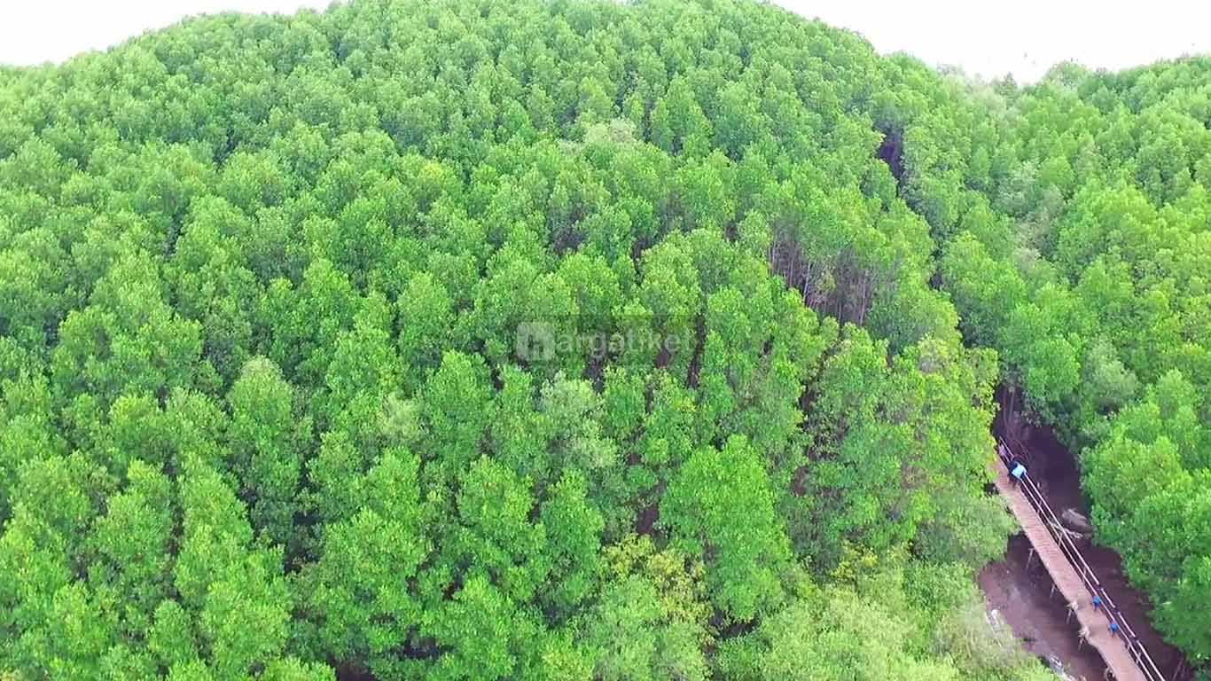 Hutan Mangrove Nguling