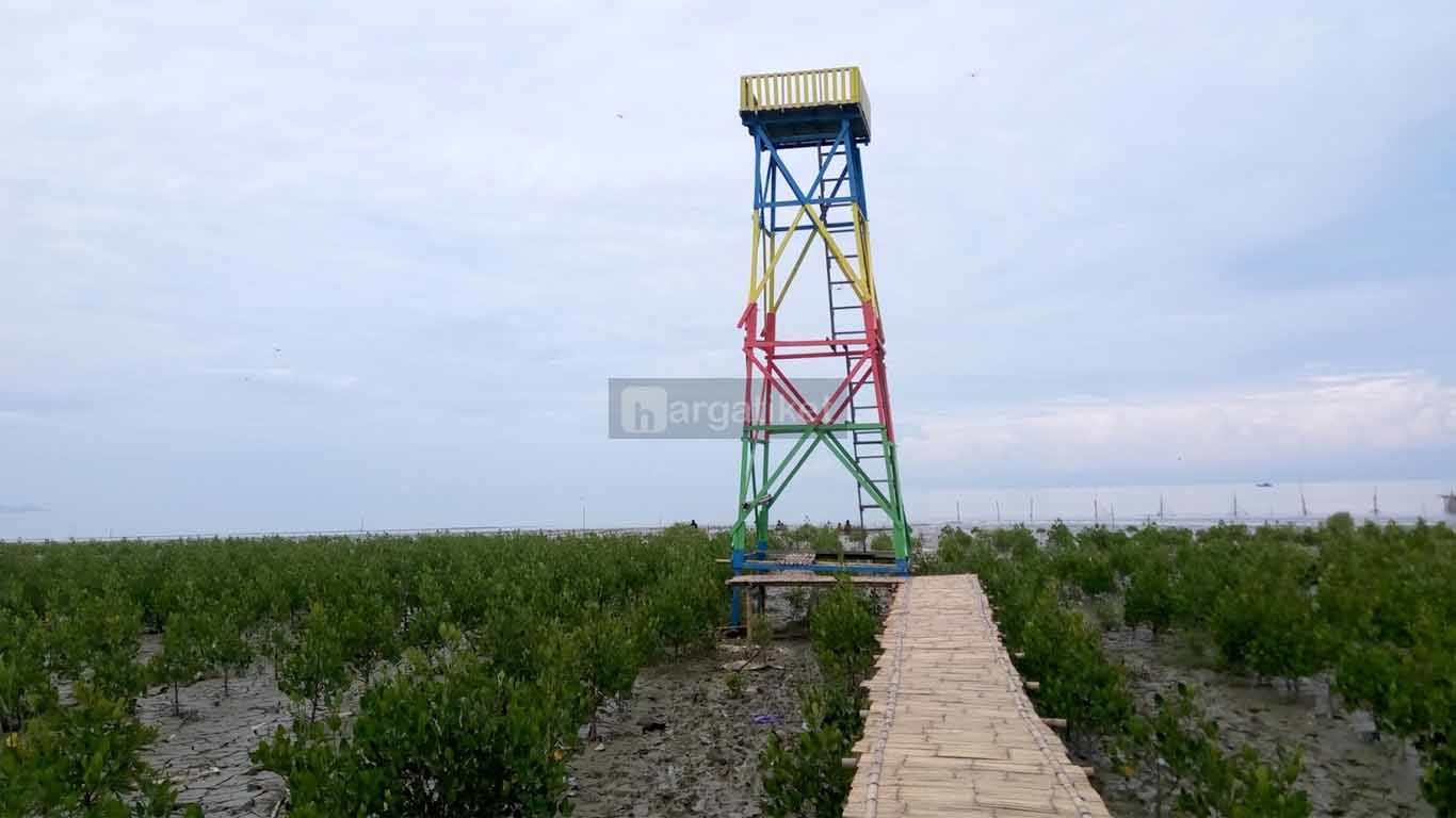 Hutan Mangrove Setapuk