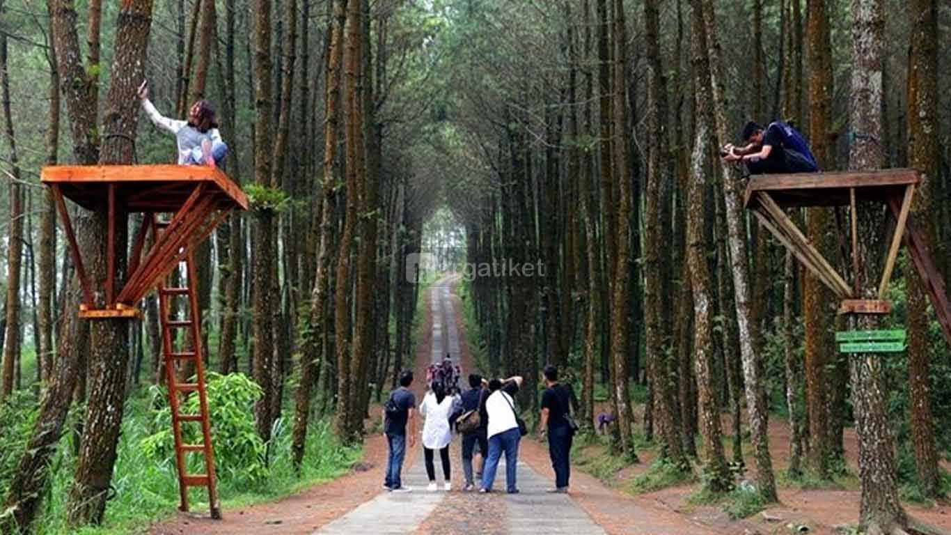 Hutan Pinus Wisata Mangli