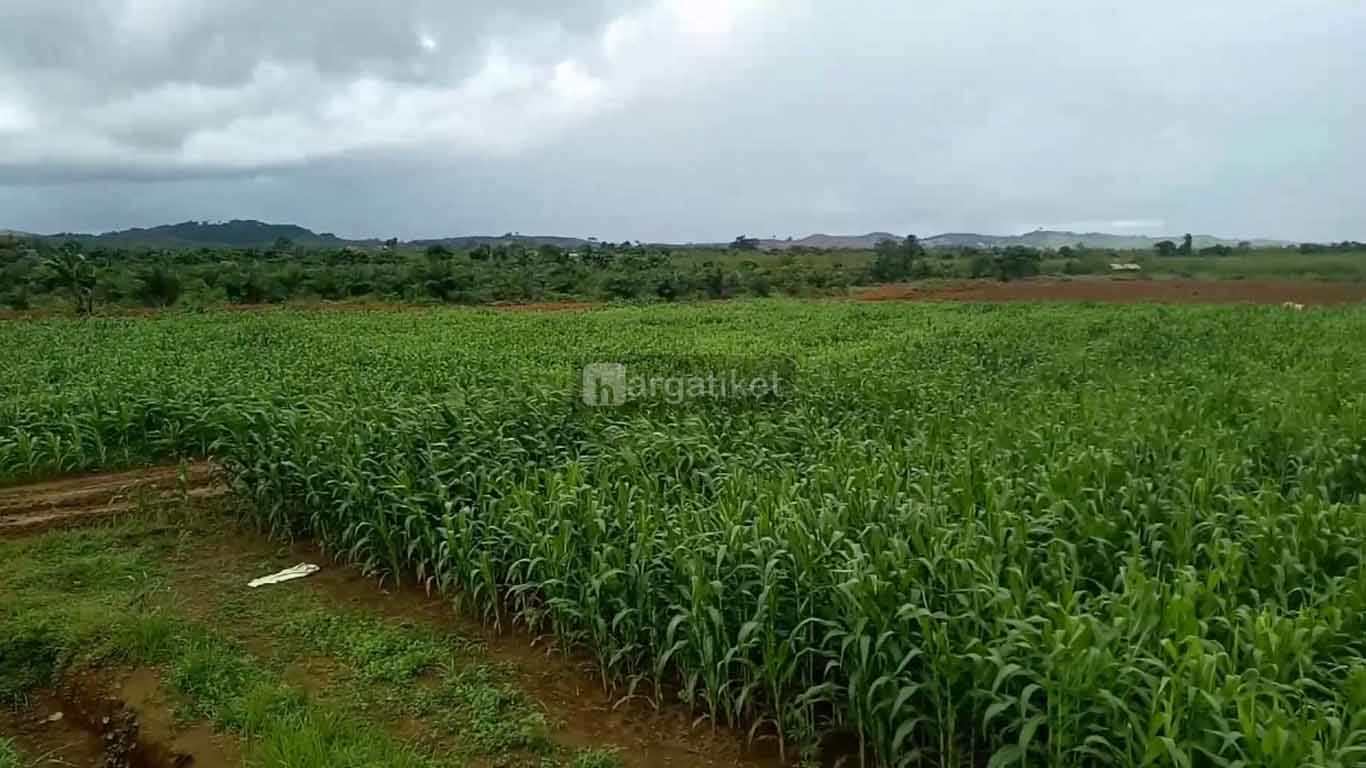 Kebun Jagung