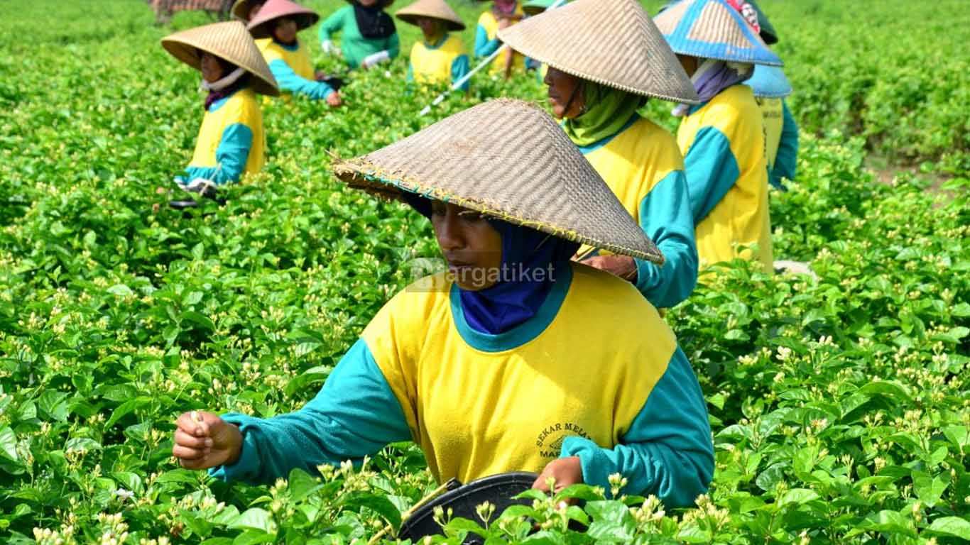 Kebun Melati Maribaya