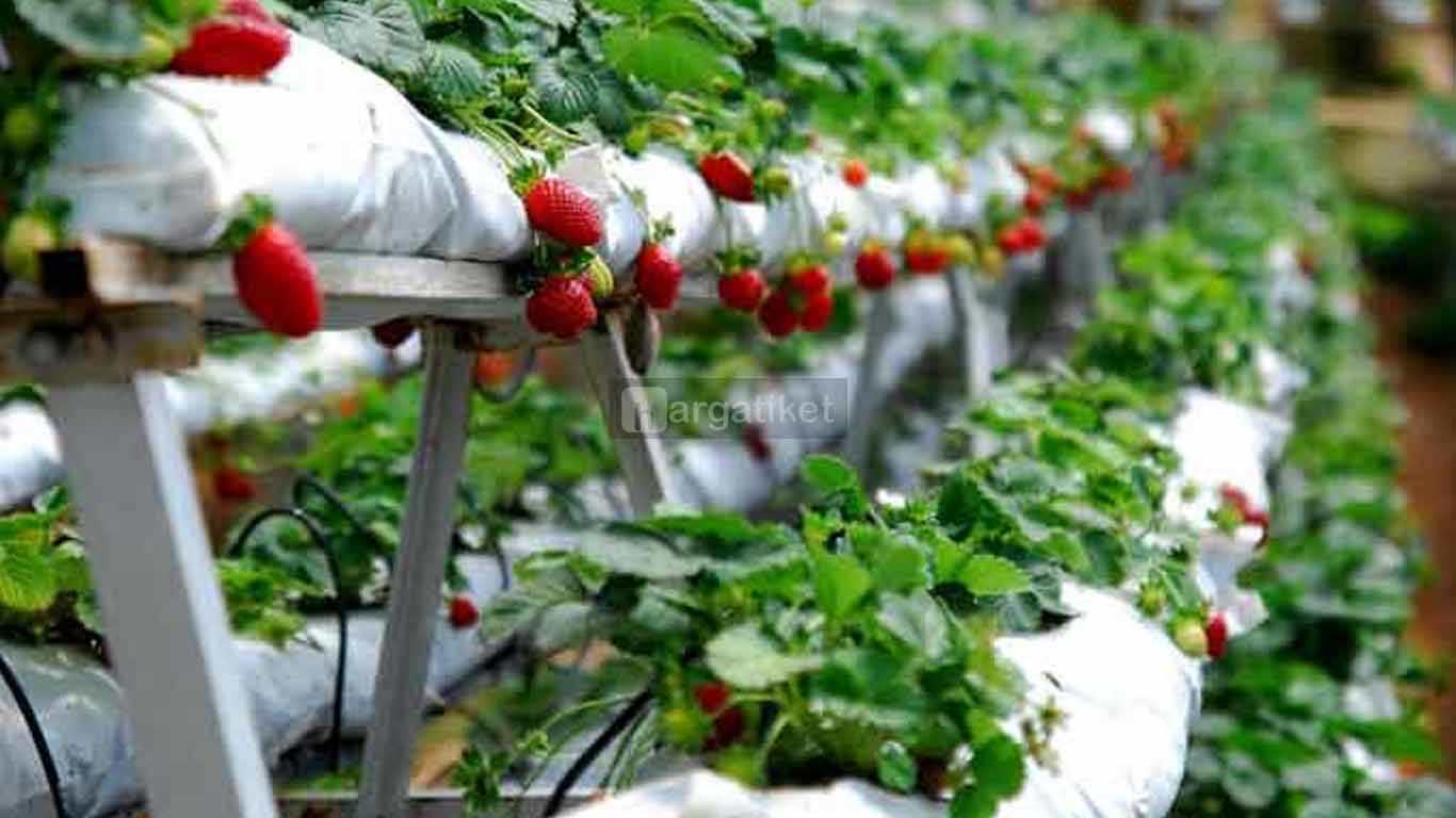 Kebun Strawberry Karanganyar