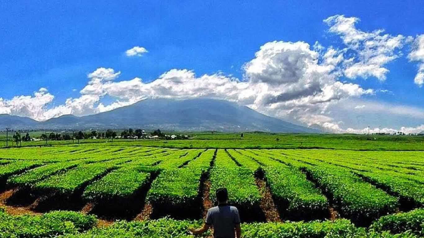 Kebun Teh Kayu Aro