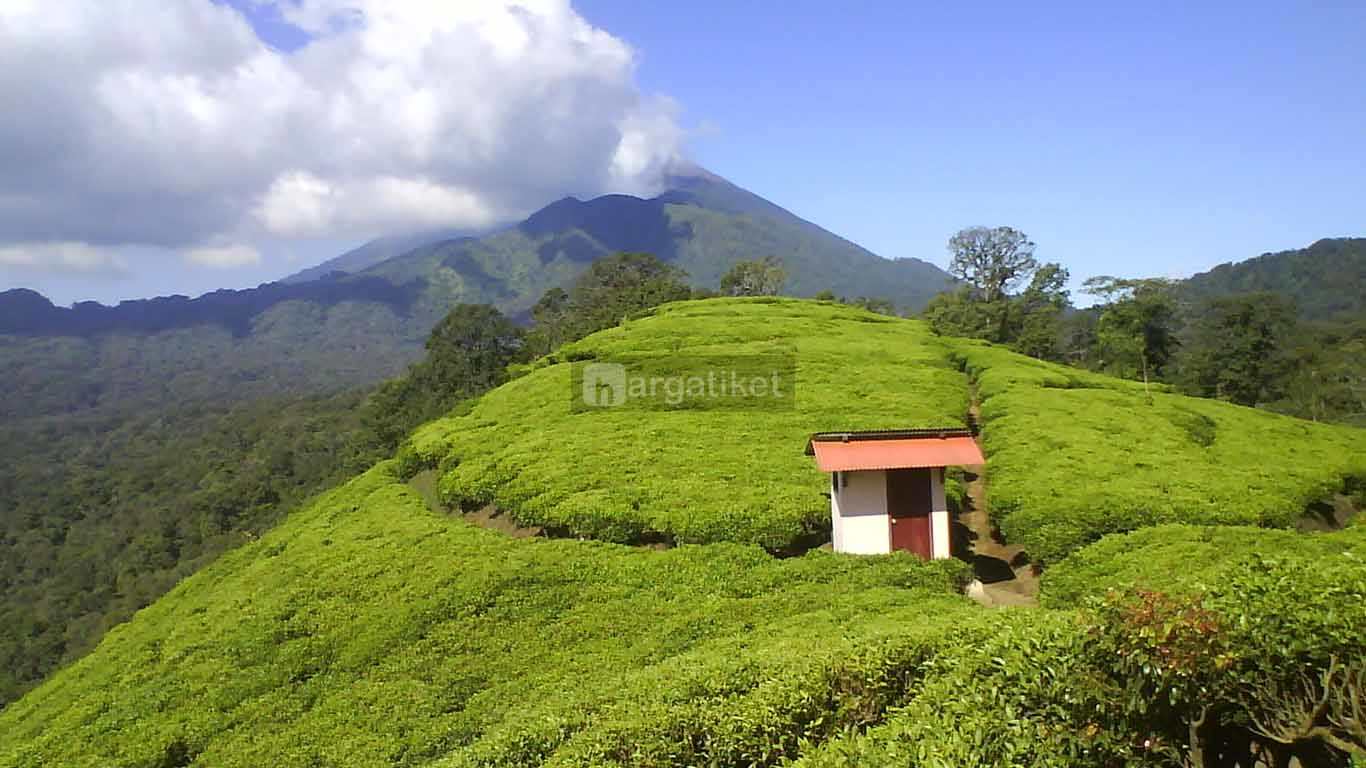 Kebun Teh Tegal