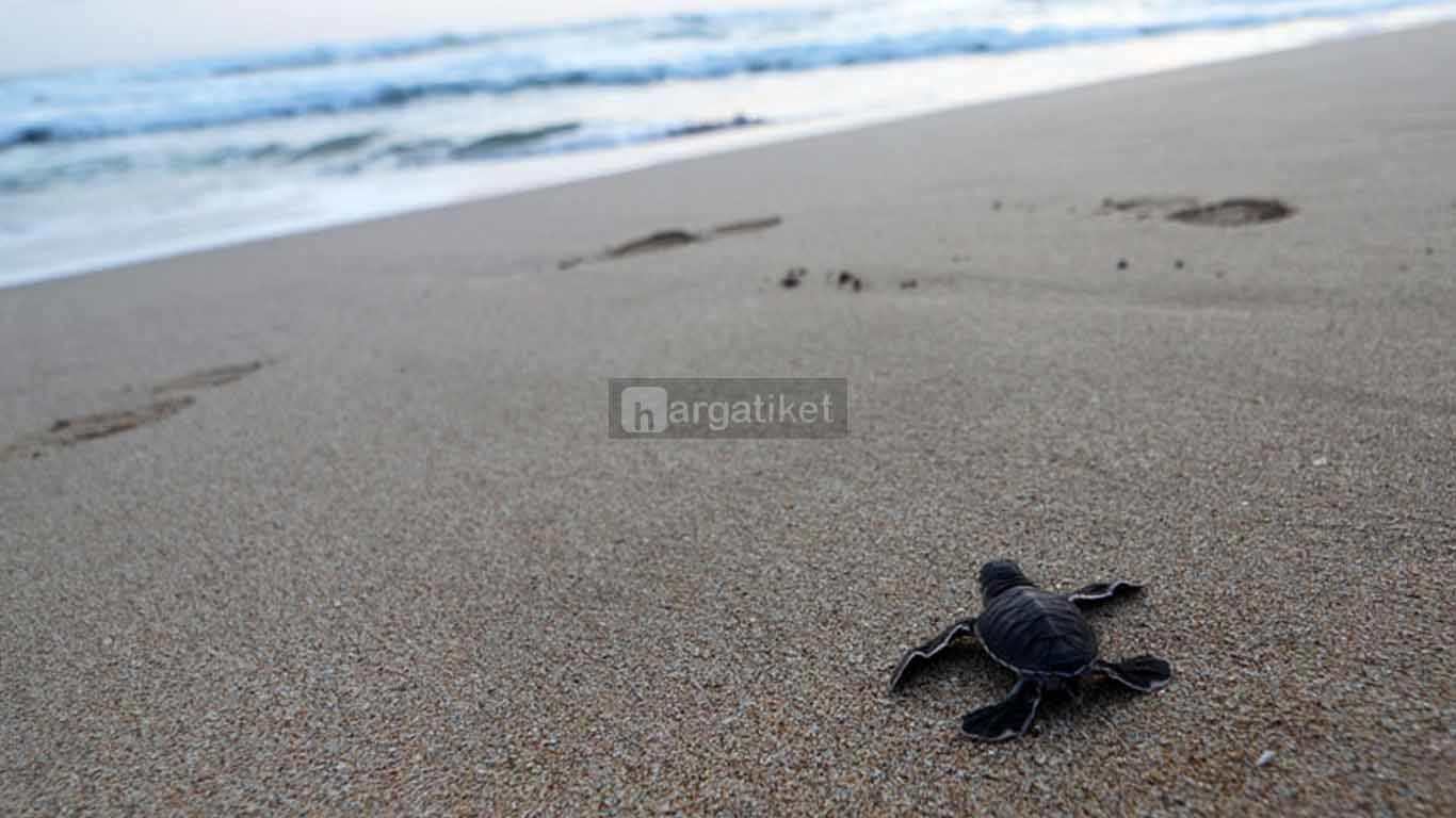 Konservasi Penyu Pulau Serangan