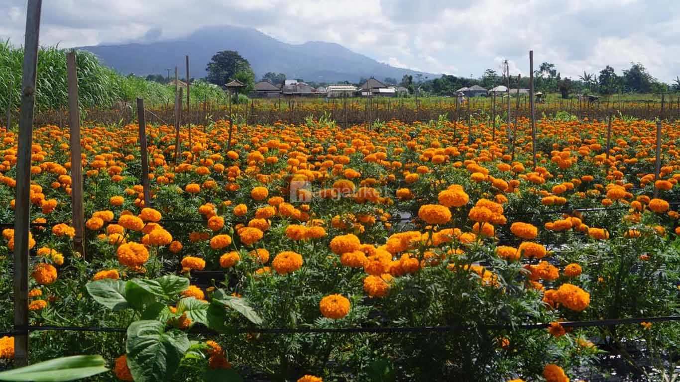 Ladang Bunga Gemitir (Marigold) Desa Temukus