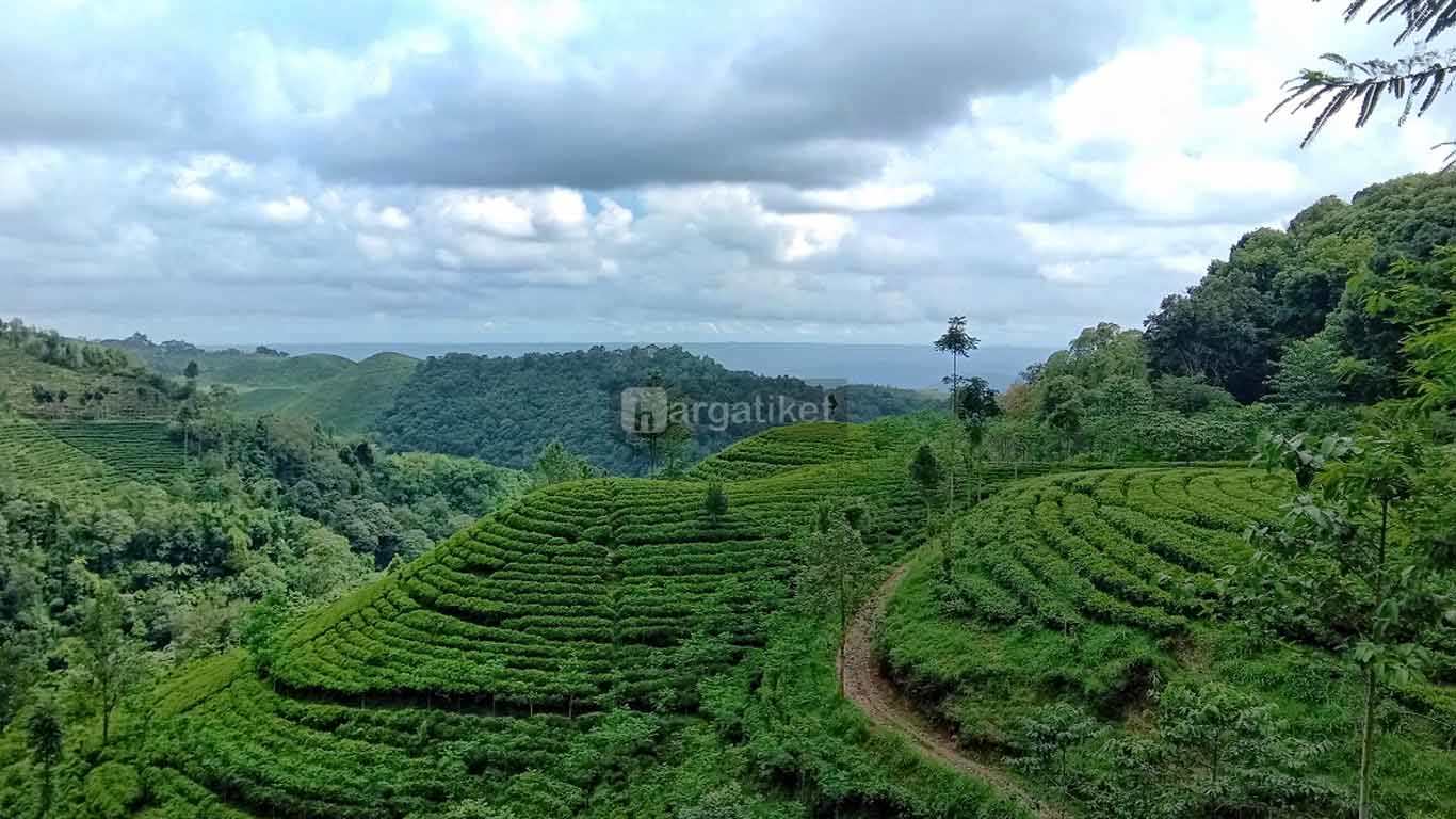 Perkebunan Teh Sirah Kencong