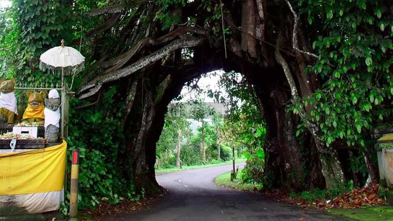 Pohon Bunut Bolong