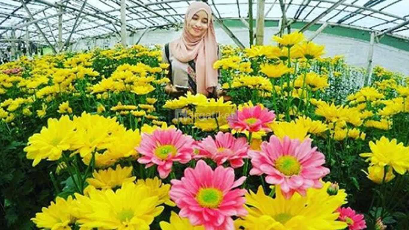 Setiya Aji Flower Farm