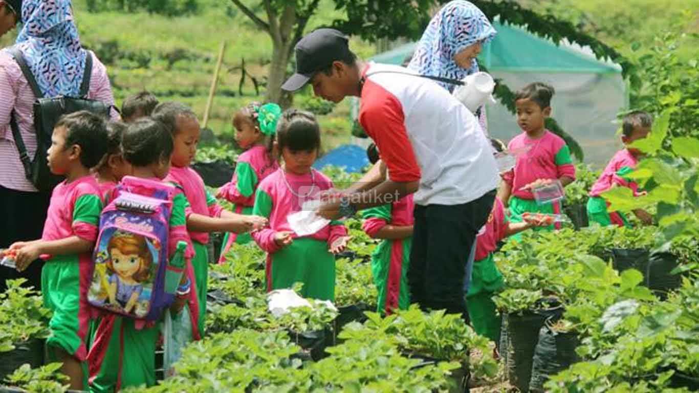 Strawberry Farm Pacet