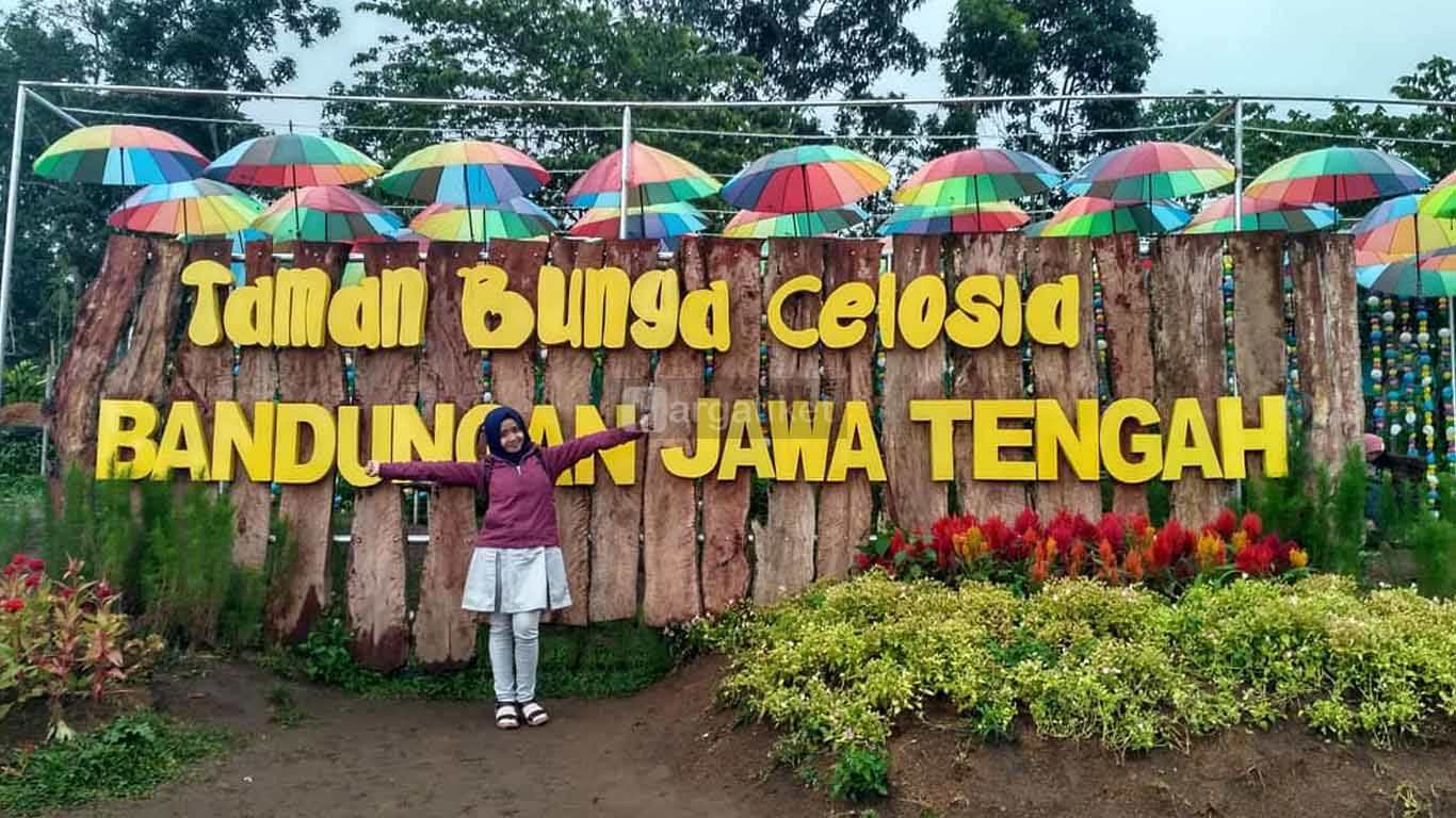 Taman Bunga Celosia bandungan