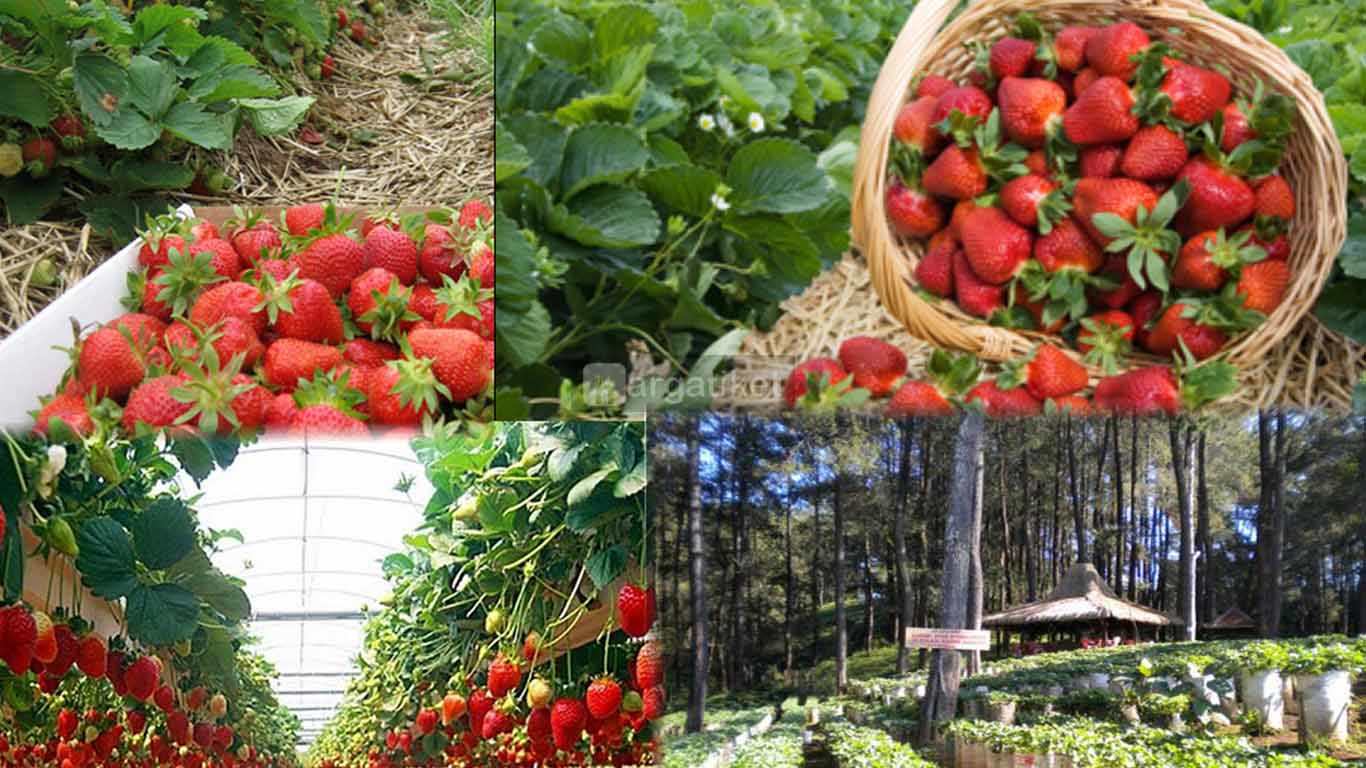 all about strawberry cimahi