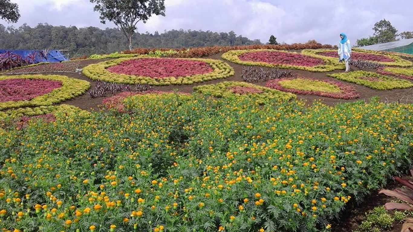 Tempat Wisata Jangkat Merangin Jambi