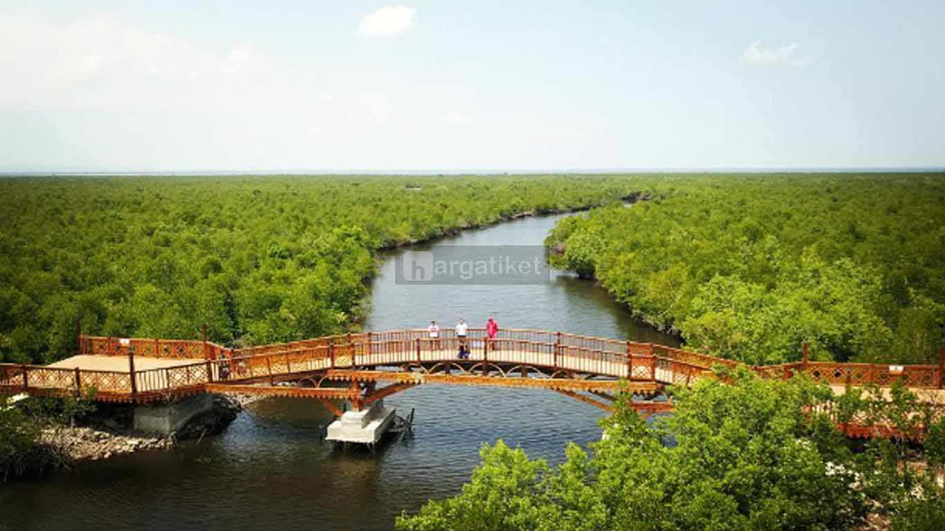 wisata mangrove langsa