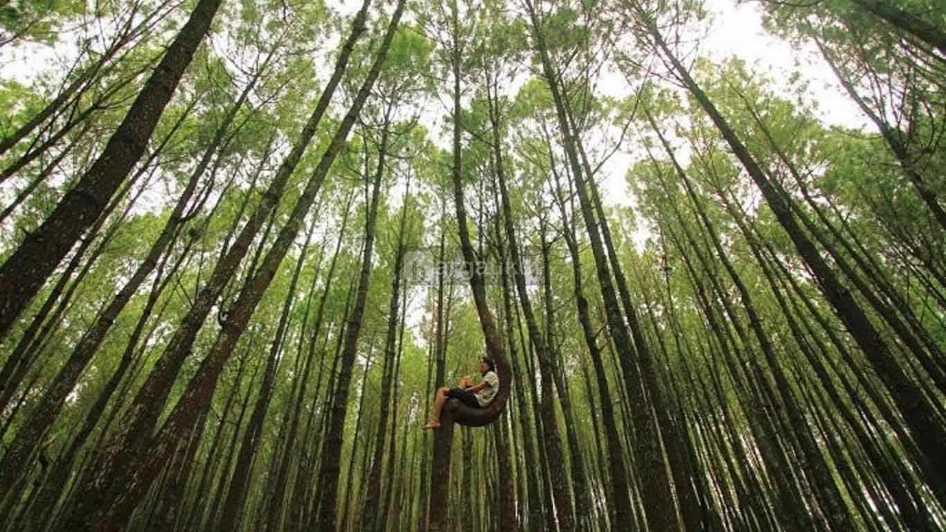 Hutan Pinus Kayon