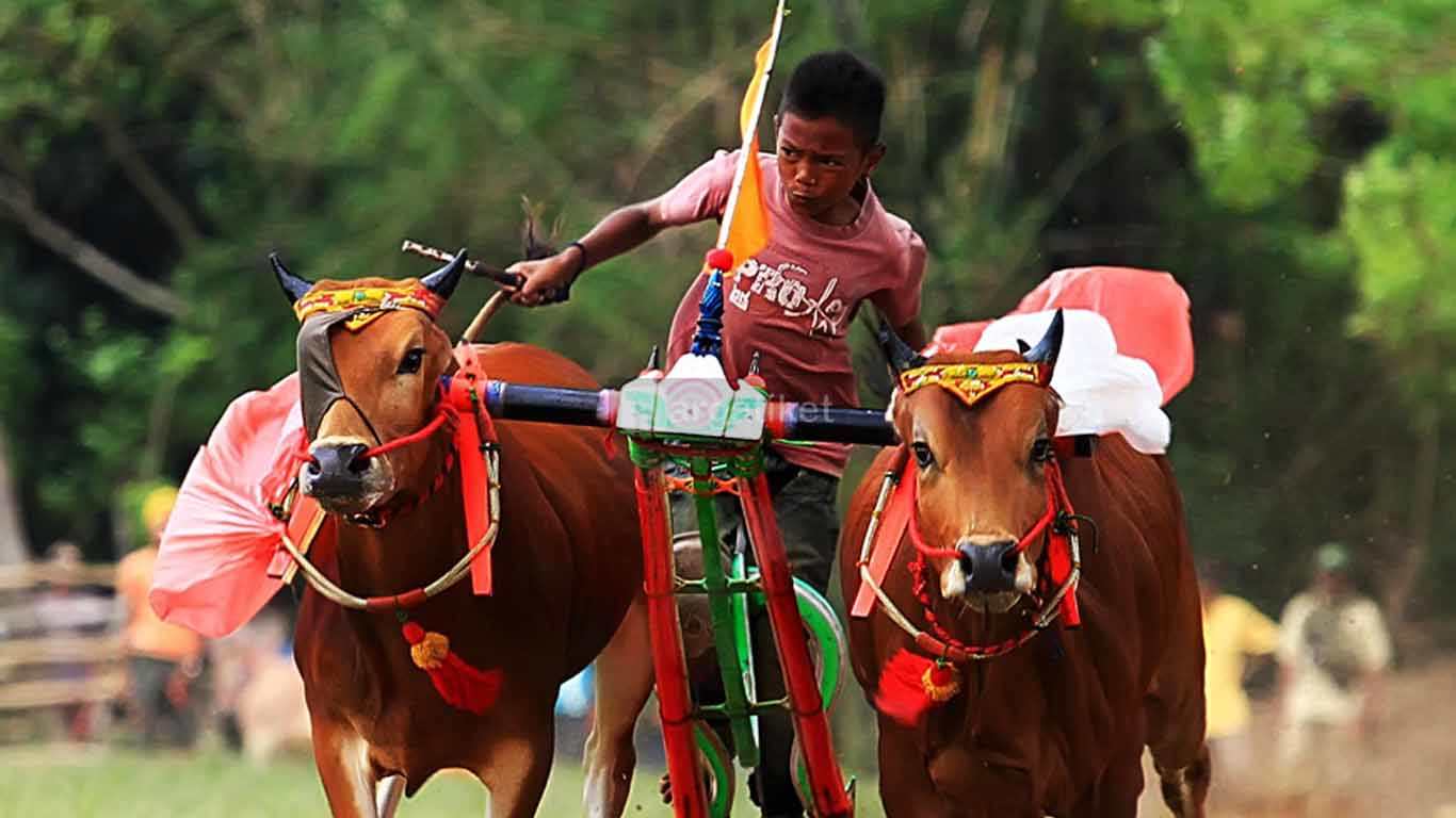 Pacuan Karapan Sapi