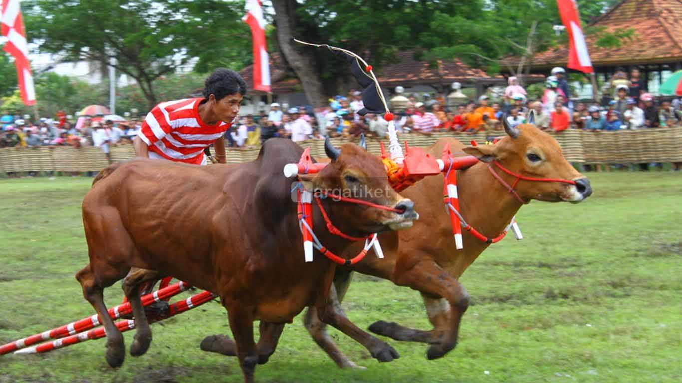 Pacuan Karapan Sapi