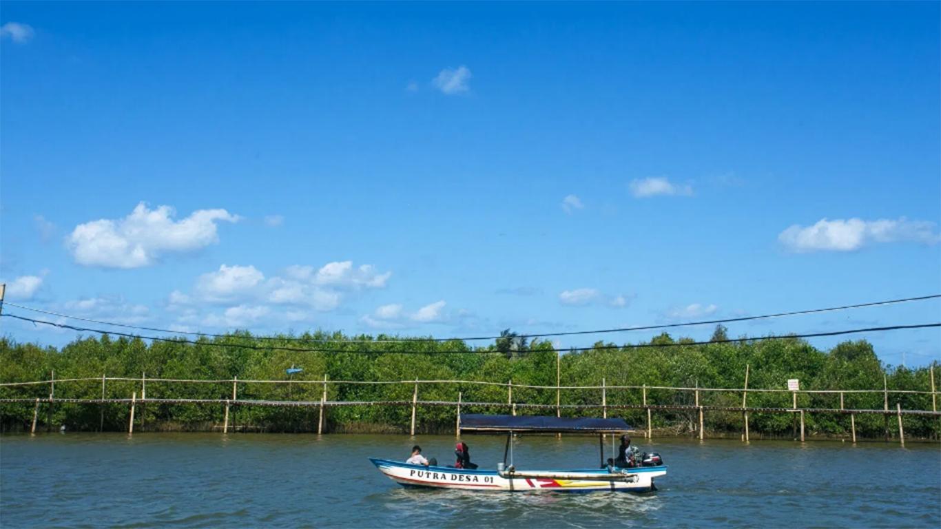 Hutan Mangrove Kulon Progo