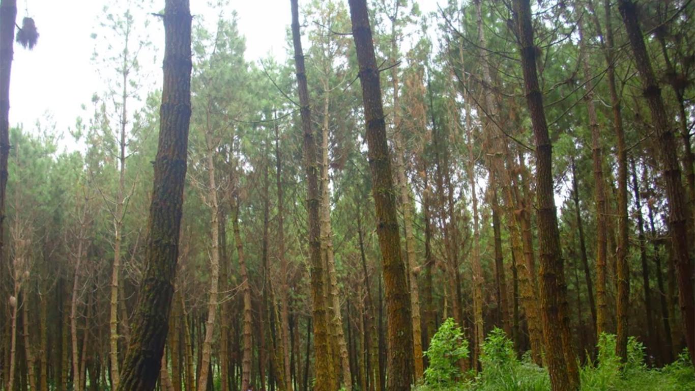 Hutan Pinus Ciwangun Indah Camp