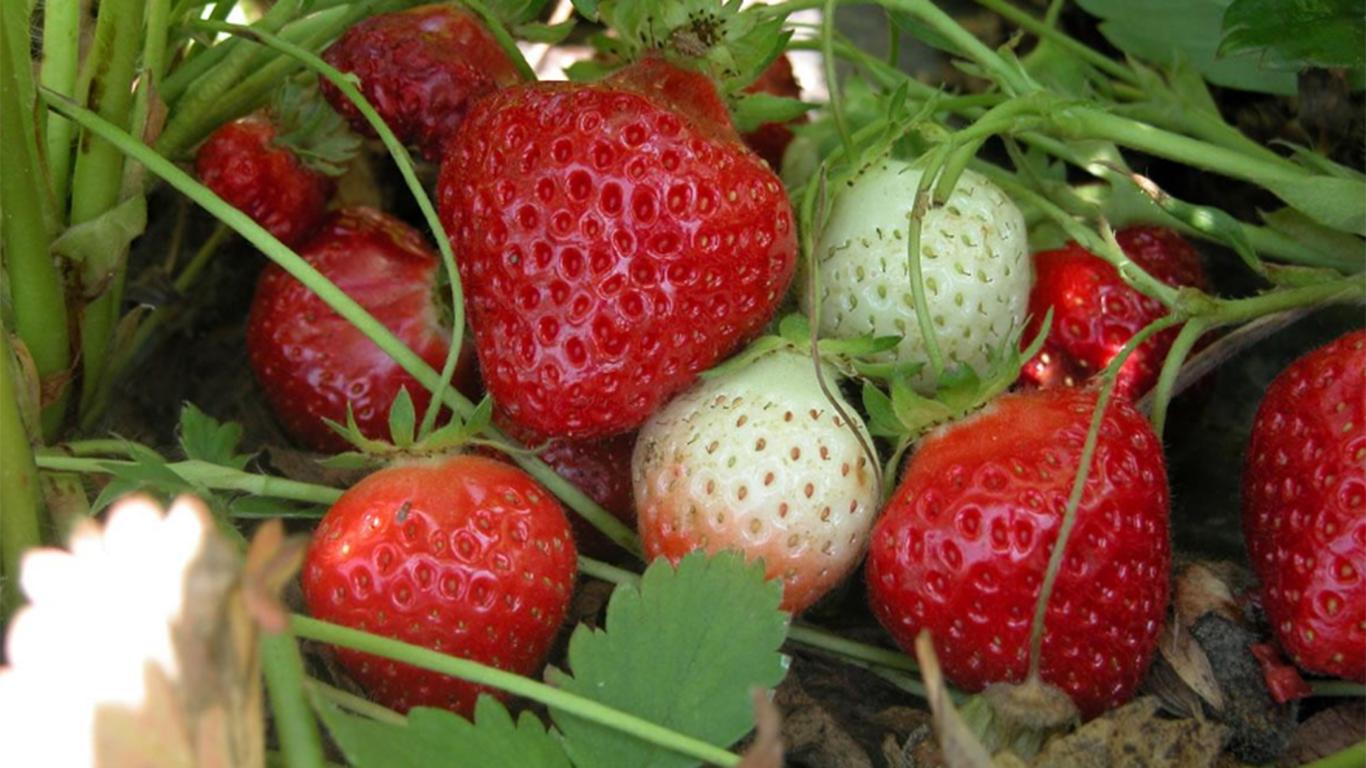 Kebun Strawberry CIC