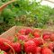 Kebun Strawberry Ciwidey