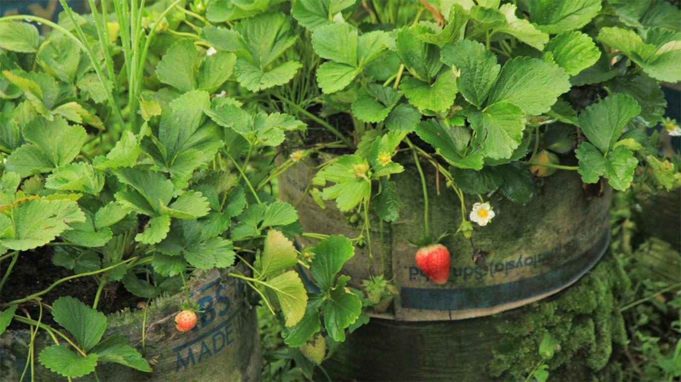 cara memilih strawberry yang bagus