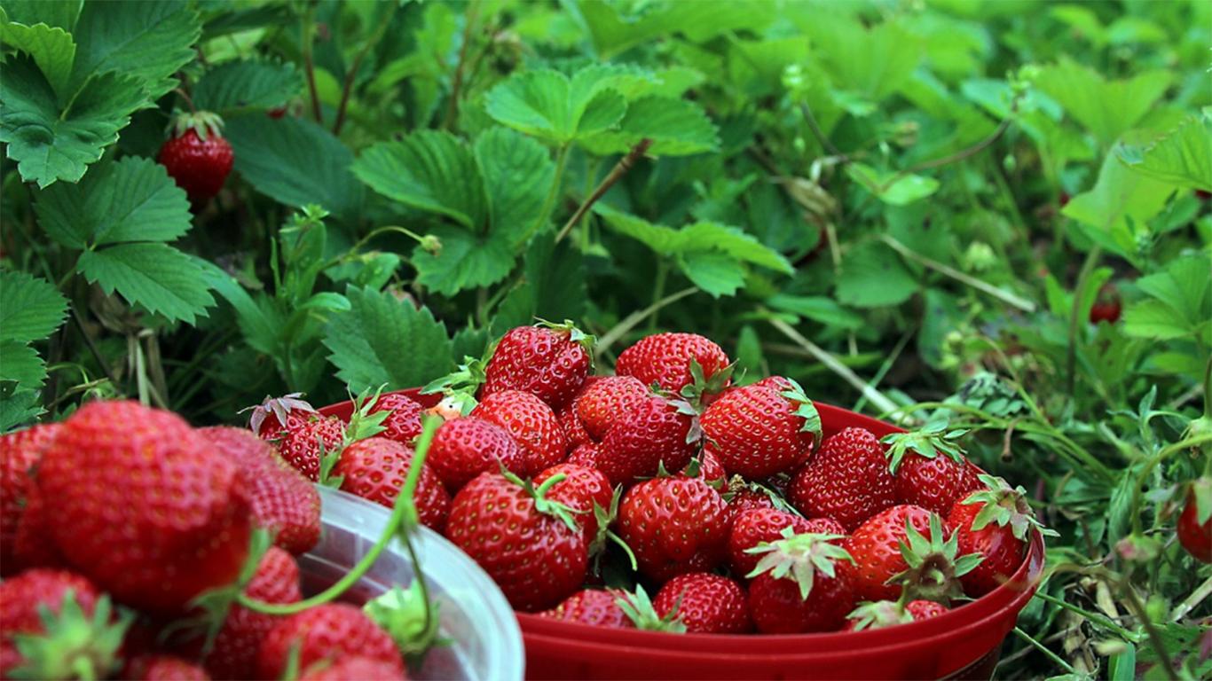 harga tiket masuk kebun strawberry ciwidey