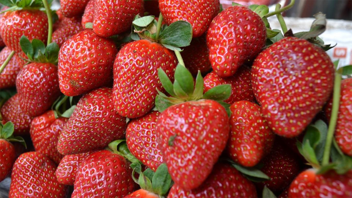 kebun strawberry ciwidey bandung